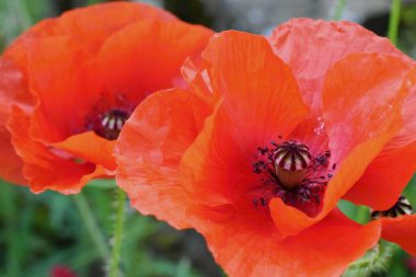 Yaz bahçesinde yabani gelincik çiçekleri