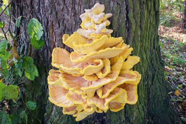 Ormanların yengeci, sülfür poliporu, sülfür rafı ya da orman tavuğu. Laetiporus sulphureus, mantargiller (Felidae) familyasından bir mantar türü.)