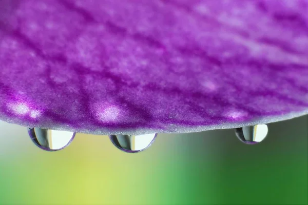 Droplets Water Orchid Petal — Stock Photo, Image