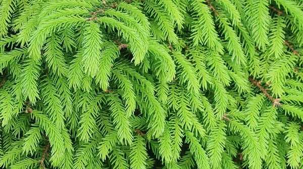 Fresh Green Spruce Conifer Branches Close Organic Texture — Stock Photo, Image