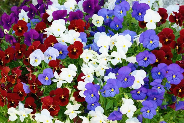 Bunte Sorten Von Schönen Viola Blumen — Stockfoto