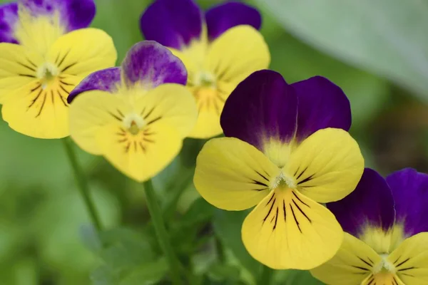 Lindas Flores Viola Amarelo Roxo Colorido — Fotografia de Stock