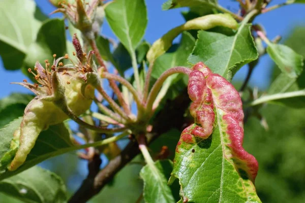 Rosy Apple Aphid Dysaphis Plantaginea Bitki Hastalığı Etkilenen Yaprağın Ayrıntıları — Stok fotoğraf