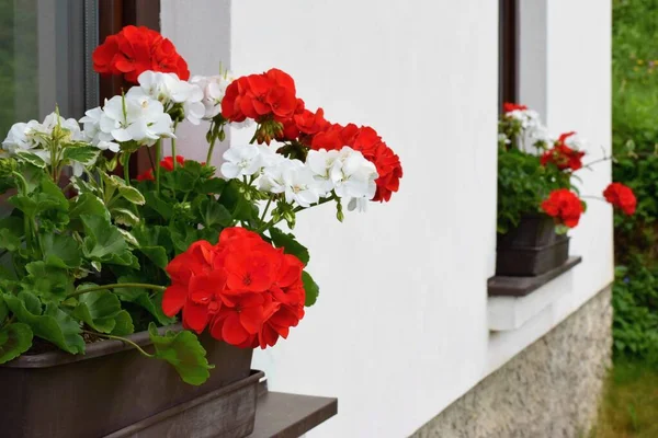 Reich Blühende Geranienblüten Den Fenstern Pelargonium Zonale — Stockfoto