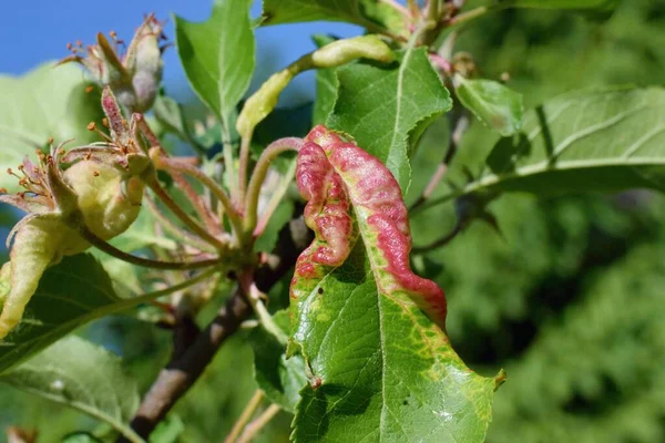 Rosy Apple Aphid Dysaphis Plantaginea Bitki Hastalığı Etkilenen Yaprağın Ayrıntıları — Stok fotoğraf