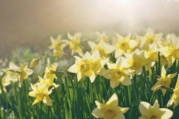 Narzissen Pflanzen Frühling Gelbe Blüten — Stockfoto