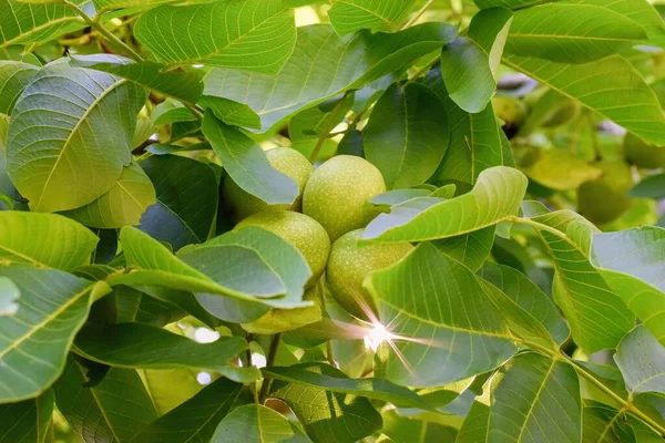 Yeşil yaprakların arasındaki ağaç dalında ceviz