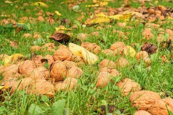 Ripe Walnuts Fallen Green Grass Harvesting Season — Stock Photo, Image