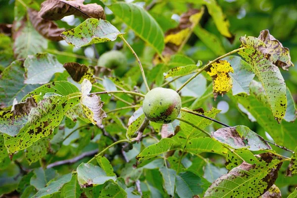 Valnöt Antracnos Eller Valnöt Svart Fläck Gnomoni Ophiognomonia Leptostyla Svamp — Stockfoto