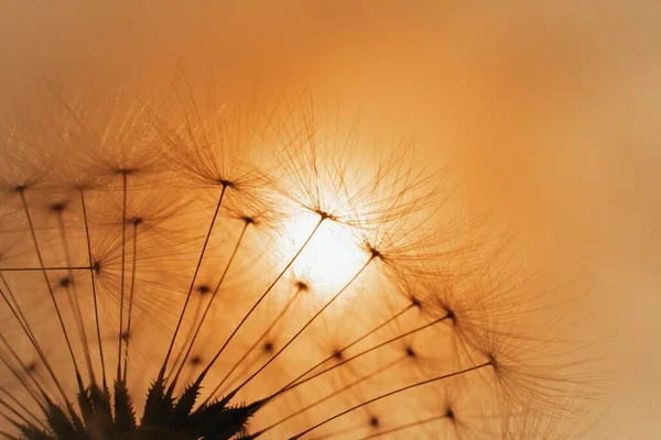 Vacker Solnedgång Med Maskros Siluett Suddig Natur — Stockfoto