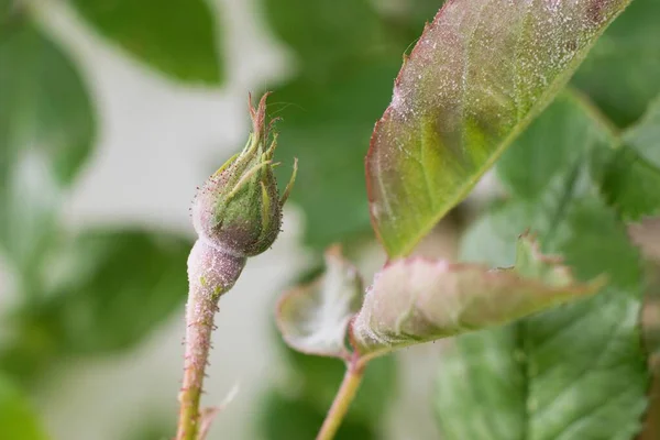 Küf Tozu Bitki Hastalığı Gül Tomurcuğu Yaprak — Stok fotoğraf