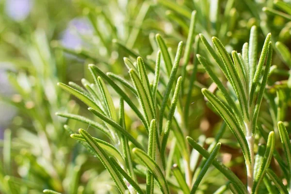 Detalj Rosmarin Blomma Buske Trädgården Rosmarinus Officinalis — Stockfoto