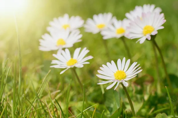 Romantische Lente Bloemen Wilde Madeliefje Het Gras — Stockfoto