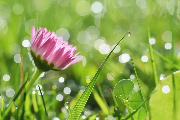 Ochtend Dauw Mooie Madeliefje Het Gras — Stockfoto