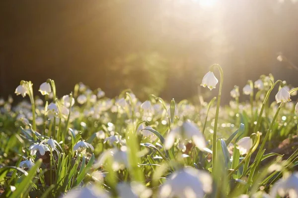 Flores Primavera Brillante Luz Del Sol Leucojum Vernum Llamado Copo —  Fotos de Stock