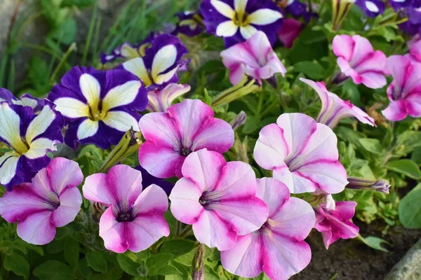 Sorter Petunia Och Surfinia Blommor Krukan Framför Dörren — Stockfoto