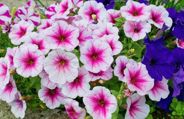 Petunien Und Surfinia Blüten Topf Vor Der Tür — Stockfoto