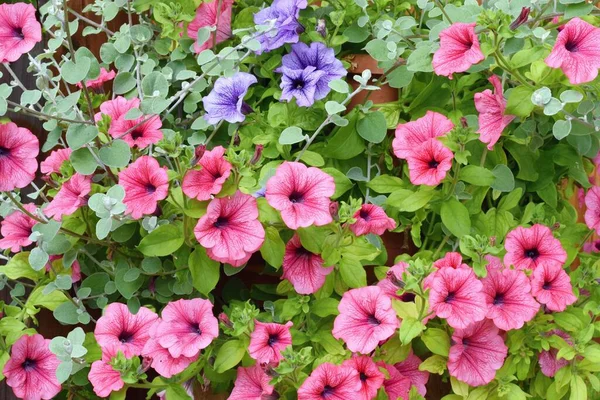 Sorter Petunia Och Surfinia Blommor Krukan Framför Dörren — Stockfoto