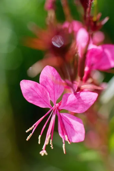 Rosa Vacker Gaura Blomma Närbild Wandflower Eller Beeblossom Gaura Lindheimeri — Stockfoto