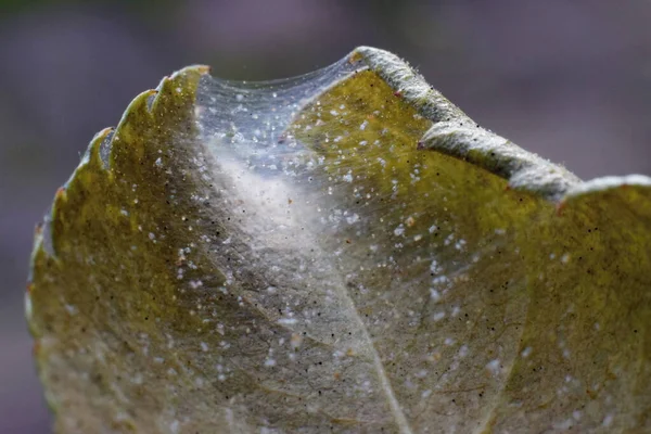 Spider Mite Colony Tetranychus Rose Leaf Covered Microscopic Web Spider — Stock Photo, Image