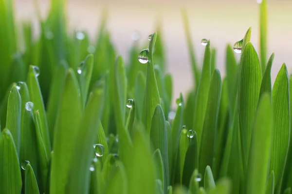 Droplets of morning dew in the fresh green grass — Stock Image Droplets Morning Dew Fresh Green Grass Royalty Free Stock Photos