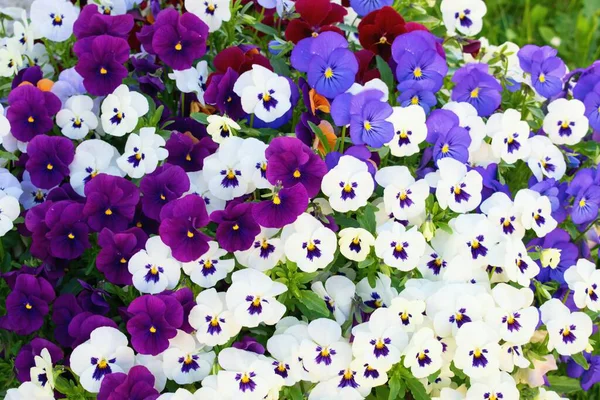 Bunte Sorten Von Schönen Viola Blumen — Stockfoto