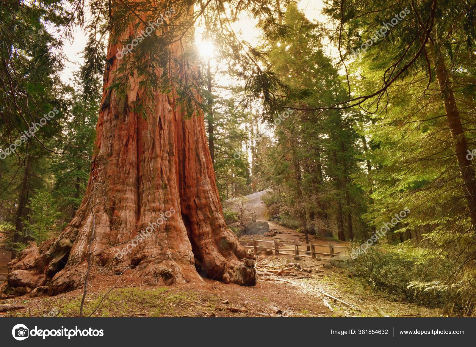 General Grant Tree Largest Giant Sequoia Sequoia Kings Canyon