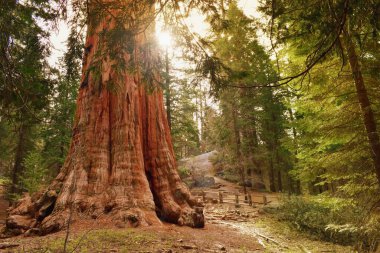General Grant ağacı, en büyük dev sekoya ağacı. Sequoia & Kings Canyon Ulusal Parkları, Kaliforniya ABD. 