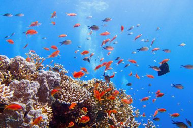 Balık sürüsü ya da kırmızı mercan balıklı güzel tropikal mercan resifi Anthias