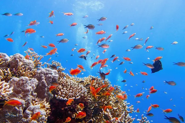 Hermoso Arrecife Coral Tropical Con Cardúmenes Peces Coral Rojo Anthias — Foto de Stock