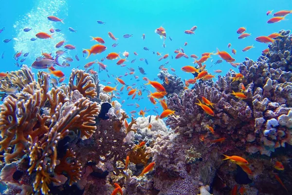 Balık sürüsü ya da kırmızı mercan balıklı güzel tropikal mercan resifi Anthias