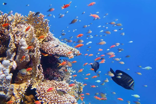 Belo Recife Coral Tropical Com Cardumes Peixes Coral — Fotografia de Stock