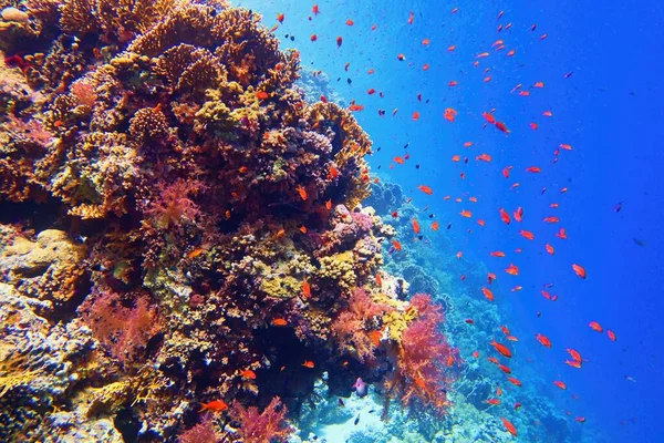 Bella Barriera Corallina Tropicale Con Pesci Secchi Corallo Rosso Anthias — Foto Stock