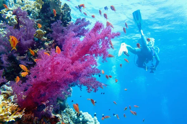 Belo Recife Coral Tropical Com Coral Roxo Macio Mergulhador Segundo — Fotografia de Stock