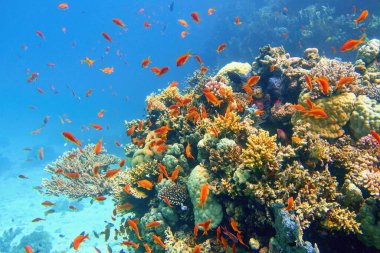 Balık sürüsü ya da kırmızı mercan balıklı güzel tropikal mercan resifi Anthias