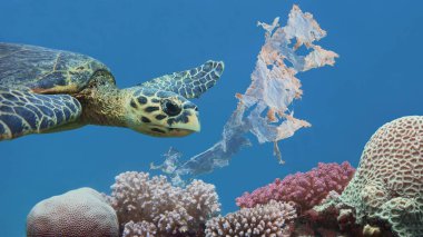Plastik torbayla kirletilmiş renkli tropikal mercan resiflerinin üzerinde yüzen güzel deniz şahini gagalı kaplumbağa. Çevre koruma kavramı.