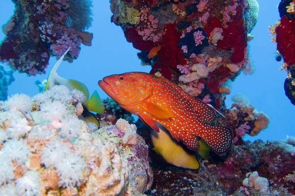 Hermosa Escena Submarina Con Arrecife Coral Coral Detrás Mero Peces —  Fotos de Stock
