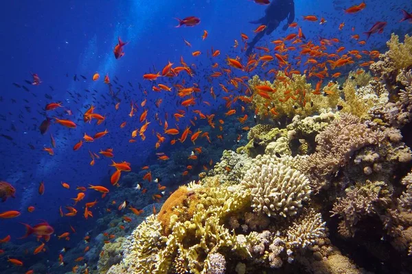 Vackert Tropiskt Korallrev Med Stim Eller Rödkorall Fisk Anthias — Stockfoto