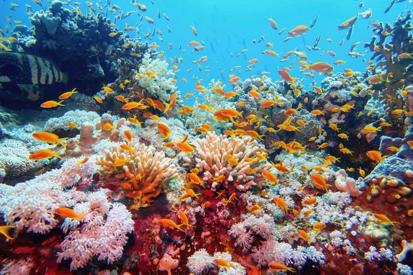 Beau Récif Corallien Tropical Avec Des Poissons Coralliens Hauts Fonds — Photo