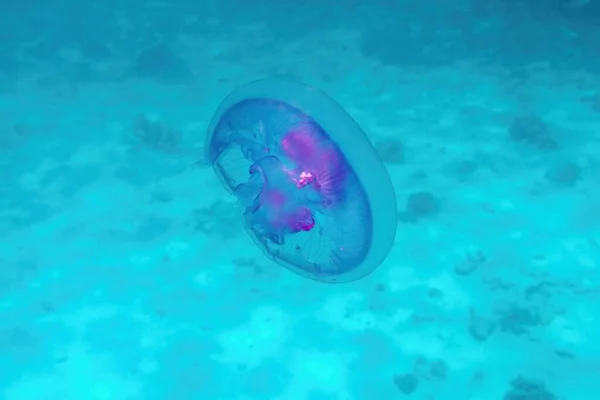 Медузы Голубой Воде Модном Бирюзовом Цвете — стоковое фото