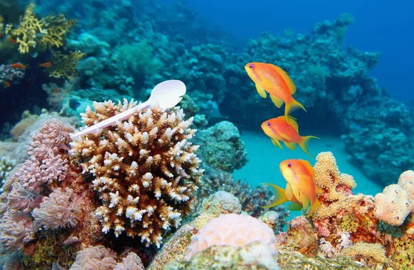 Cuchara Plástico Sostenida Coral Duro Océano Mundial Contaminado Por Plástico —  Fotos de Stock