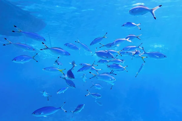 Blue Background Shoal Fish — Stock Photo, Image