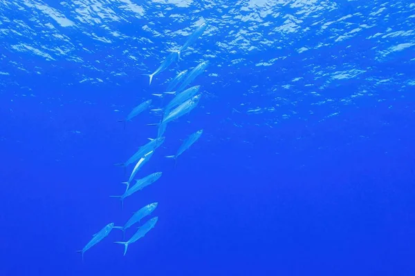 奶鱼鱼群的蓝色背景 — 图库照片