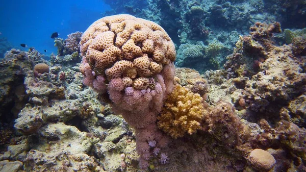 脳のサンゴ サンゴ礁の多様性 — ストック写真