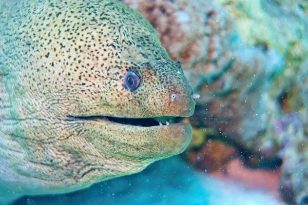 Гігантський Мурай Gymnothorax Javanicus Поблизу Червоного Моря Єгипет — стокове фото