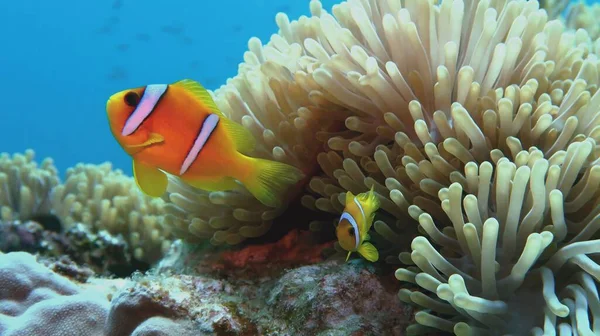 Clownfisk Nära Havsanemon Amphiprion Bicinctus Tvåbandad Anemonefish Röda Havet — Stockfoto