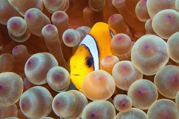 Риба Клоун Amphiprion Bicinctus Двосмуговий Анемонефіш Червоне Море — стокове фото