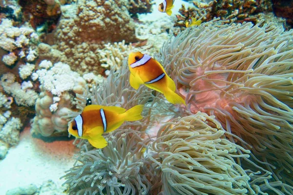 Clownfisk Med Ungfisk Nära Havsanemon Amphiprion Bicinctus Tvåbandad Anemonefish Röda — Stockfoto