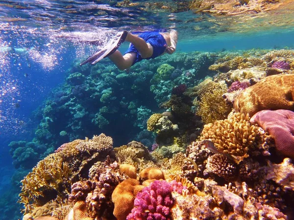 Человек Плавает Морской Воде Возле Красочного Кораллового Рифа — стоковое фото