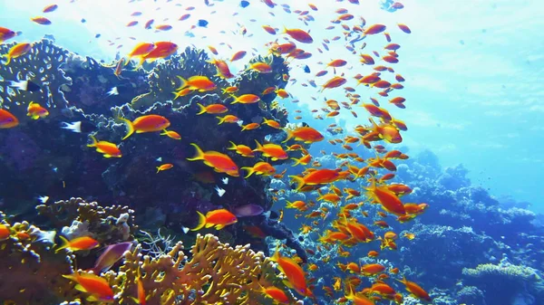 Belo Recife Coral Tropical Com Cardumes Peixes Coral Vermelho — Fotografia de Stock